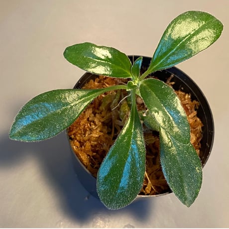 Columnea cf. crassifolia from Colombia [LA0316-03-f1]