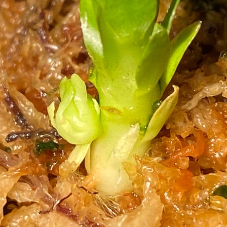 Phlegmariurus phlegmarioides Aimas, Sorong, West Papua 伊藤蟻植物農園