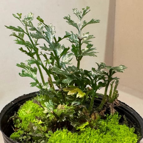 Bolbitis heteroclita cuspidata