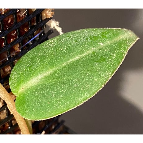 Peperomia eburnea