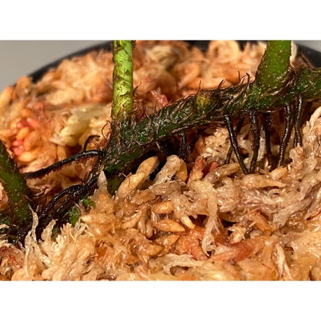 Microsorium sp. from Saripoi [LA0515-02] ①