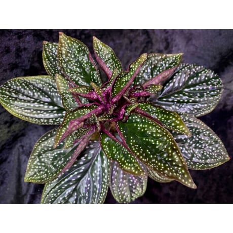 Sonerila sp. wf1 from Phang Nga Thailand [KZT]