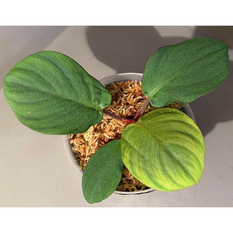 大株) Homalomena sp. 大株) Homalomena sp.