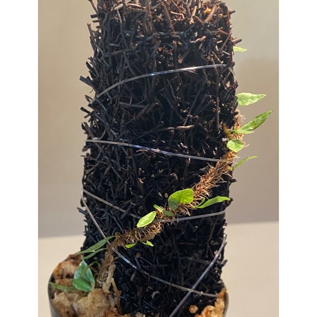 Microgramma vacciniifolia