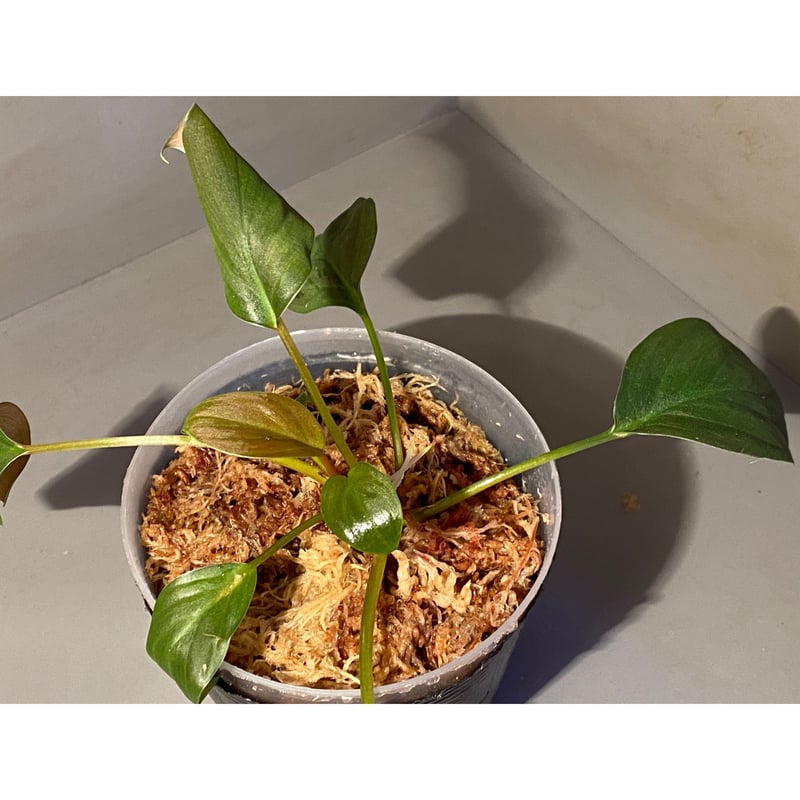 Homalomena sp.sekadau 【LA1111-00】 Amazon.com : SubstrateSource