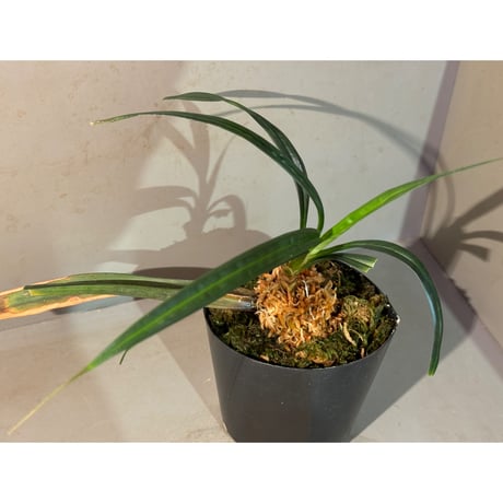Mapania caudata