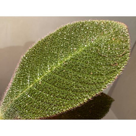 Cyrtandra sp. from Landak West Kalimantan