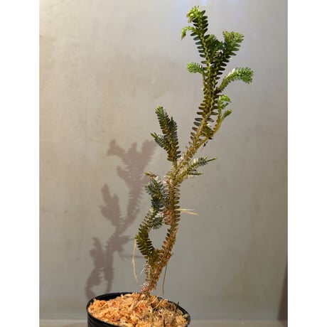 Selaginella sp. from Kapuas hulu West Kalimantan