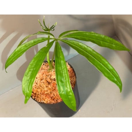 ★超上品なフラットイヤー★アンスリウム　ポーティラエ× サブシグナタム　レア交配 anthurium | STORES