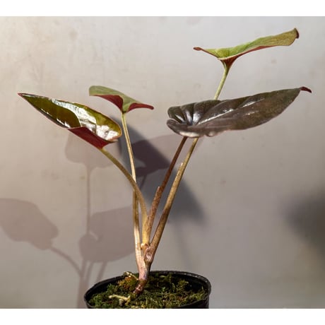 Syngonium cf. erythrophyllum from Colombia [LA0316-02]