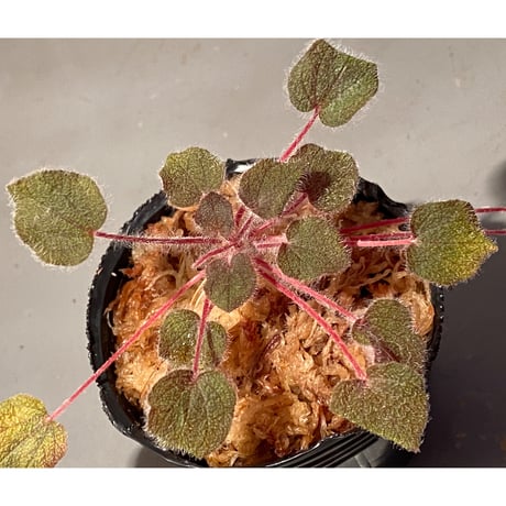 Sonerila dongnathamensis [LA]