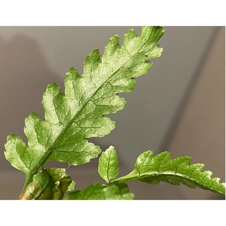 Bolbitis subcardata 西表島産