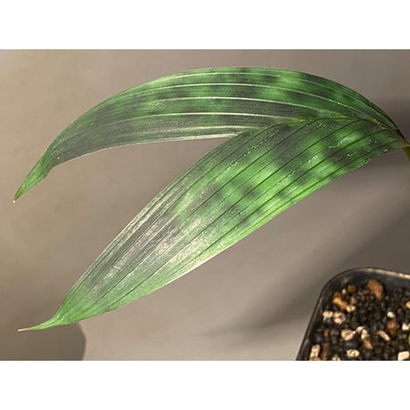 Pinanga watanaiana from Thailand