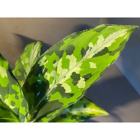 Aglaonema pictum "マルチカラー白玉" D.F.S from Sumatera barat [AZ0912-1]