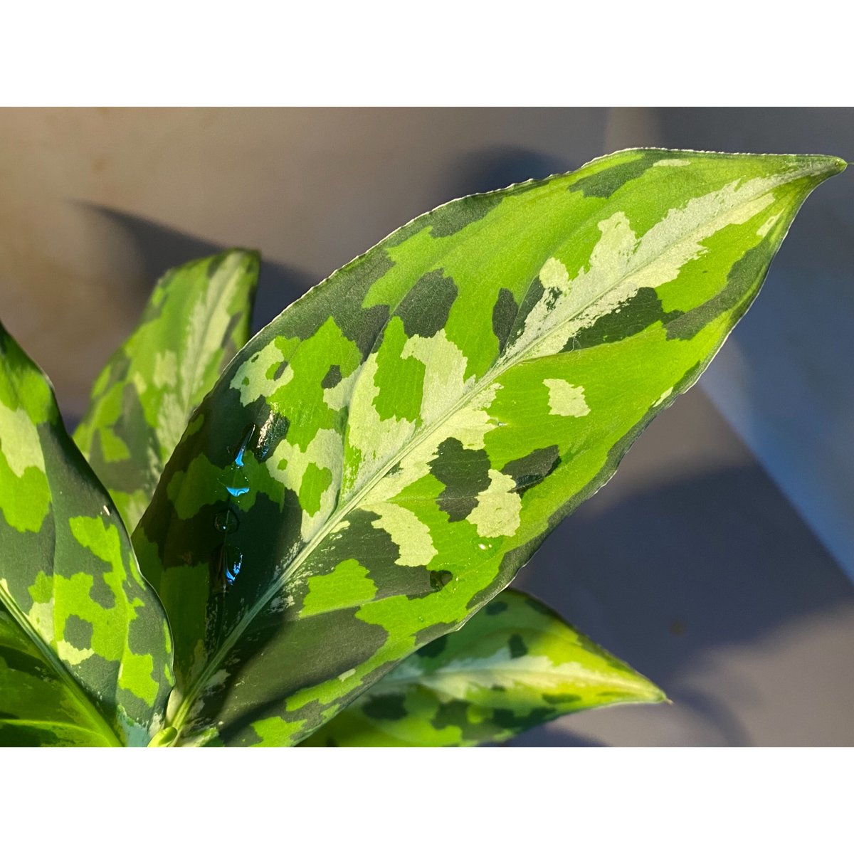 Aglaonema pictum白玉親株（アグラオネマ白玉） Aglaonema pictum白玉親株（アグラオネマ白玉）