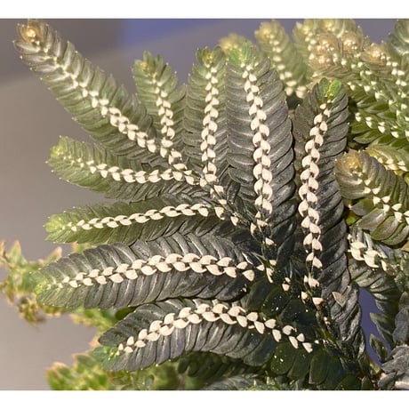 Selaginella picta