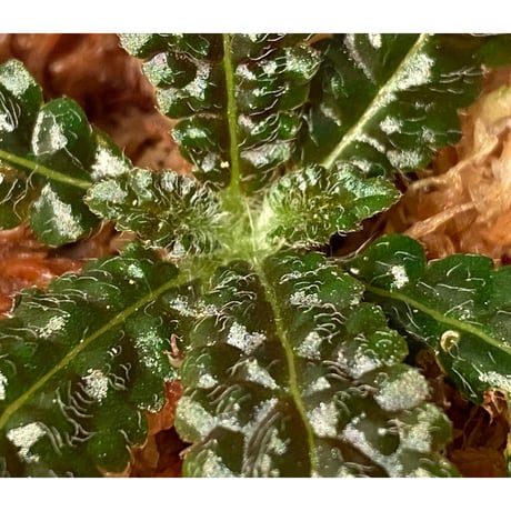 Nautilocalyx pemphidius