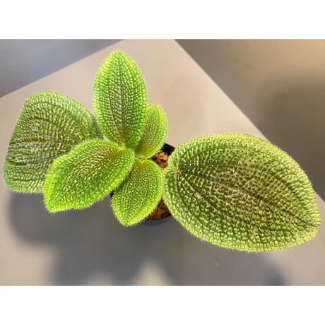 Phyllagathis sp. from Dong Nai province south Vietnam