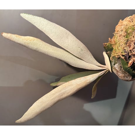 Platycerium veitchii 'Wild' (vp#2)