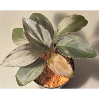 Bucephalandra sp. 