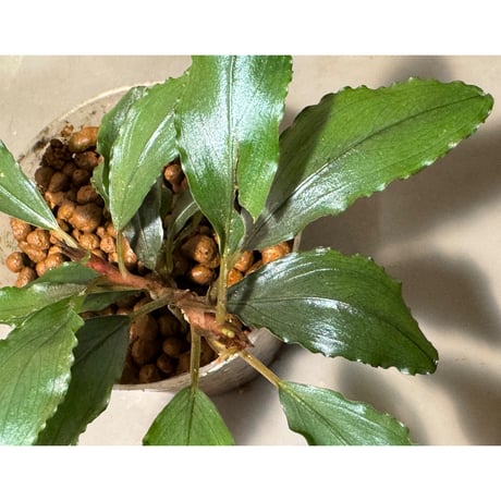 (2芽Ｌサイズ) Bucephalandra sp. from Batu Jato Kpg Pantok SEKADAU [AZ0211-11]