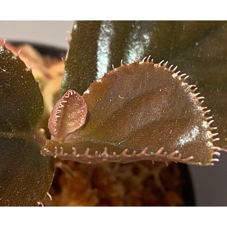 Ardisia sp. "Black Leaf" from Vietnam?