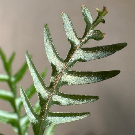 Labisia sp. from Central Papua