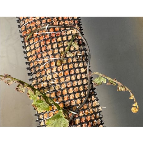 Crepidomanes sp. (auriculatum?) from Fansipan, Lao Cai Vietnam
