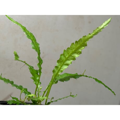 Microsorum sp. "Short Dragon Tail"
