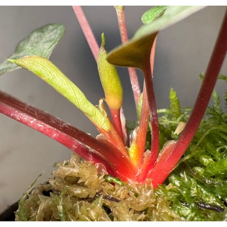 Homalomena sp. from Tawau [TK071116-1]