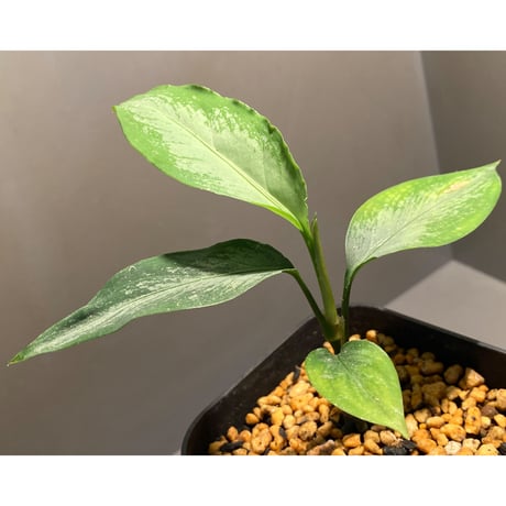 Aglaonema nebulosum from Kuala Rompin [TK220916-2]