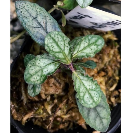 Hemigraphis sp. from Mindanao