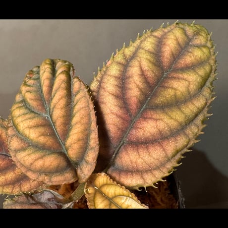 Ardisia sp. from Vietnam