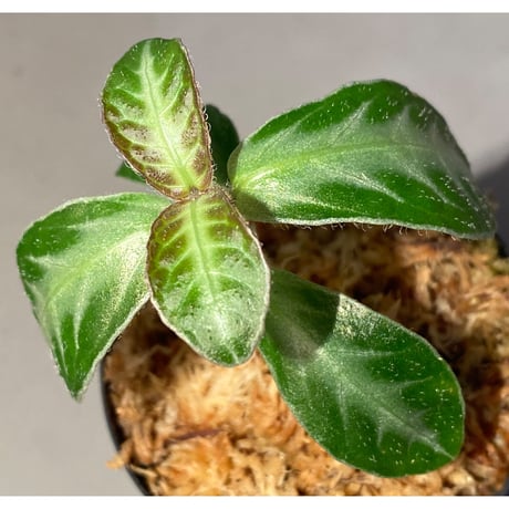 Cosmianthemum sp. from Sarawak