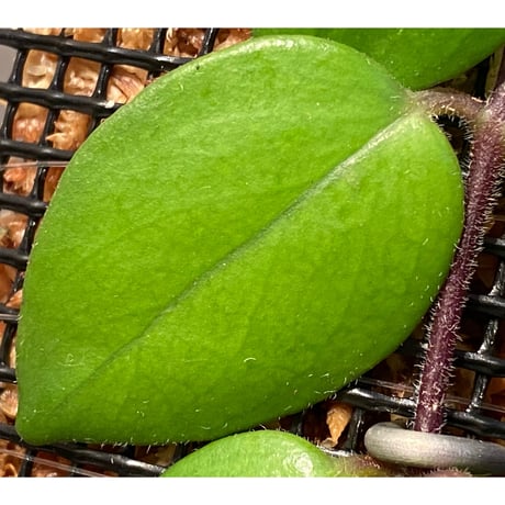 (大株) Aeschynanthus sp. from South Sulawesi [STRINGE PLANTS]