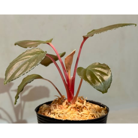 Homalomena sp. "Opal Purple" from Kepulauan Riau