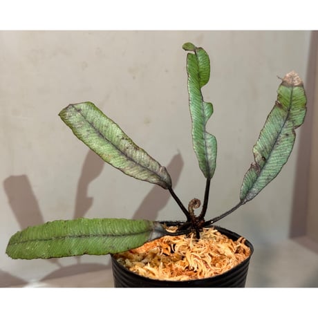 Asplenium sp.(?) from Sulawesi