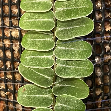 Marcgravia umbellata