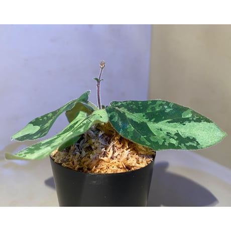 Gymnostachyum sp. f1 from Aceh sumatera [LA0816-1ss]