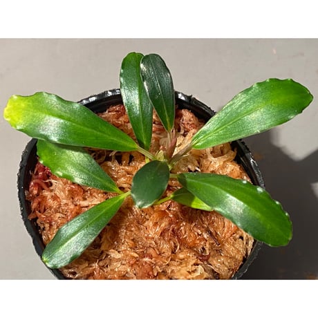 Bucephalandra sp. Kapuas-2 [AZ0311-2]