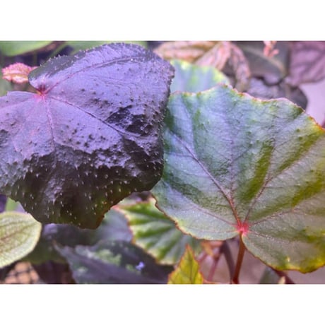 Begonia sp. from North Toraja [S0919-02] STRINGE PLANTS