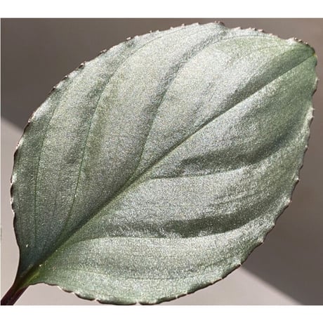 Homalomena 'Rec1-29' K0718-f1 [KZT]