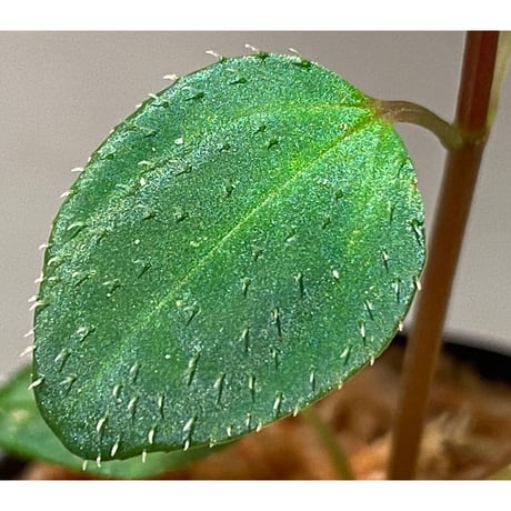 Sarcopyramis parvifolia from Malaysia [カミハタ]