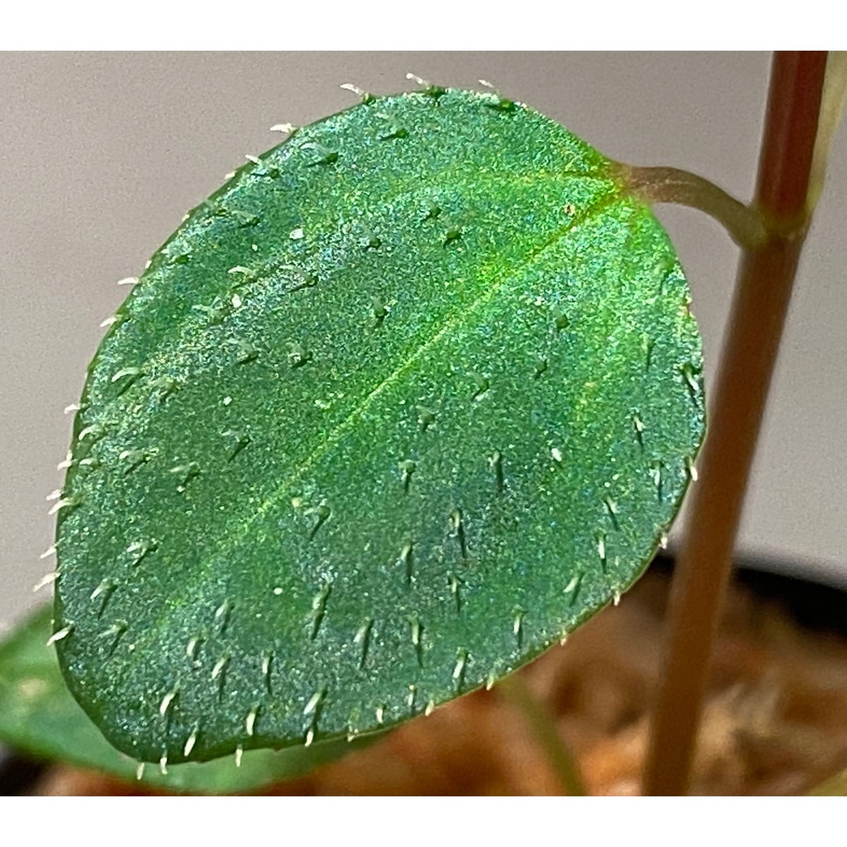 Sarcopyramis parvifolia from Malaysia [カミハタ] |