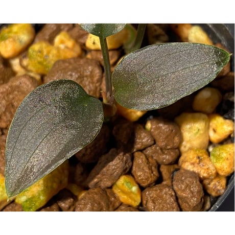 Homalomena sp."赤鉄鉱” from Kepulauan Riau [SGP import] KZT