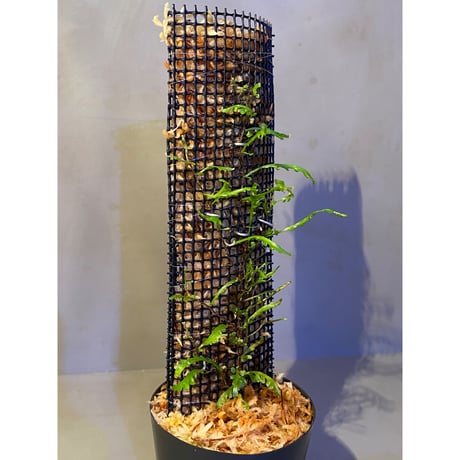 Teratophyllum aculeatum from Nanga pinoh [TB]