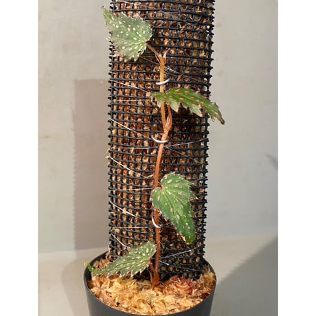 Begonia sp. from Luzon Aurora Philippines 標高500m付近　[KSB]