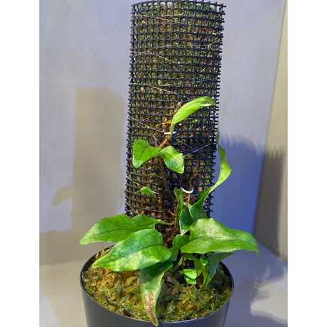 Microsorum sp. "Timika" Papua [TB]