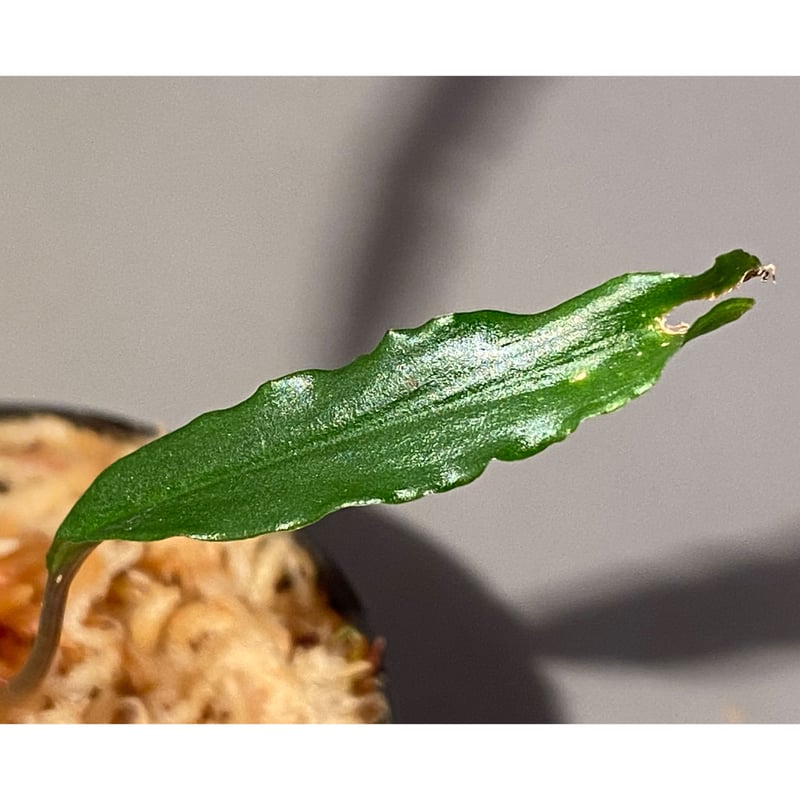 Homalomena vittifolia from Sulawesi [LA0811-00]