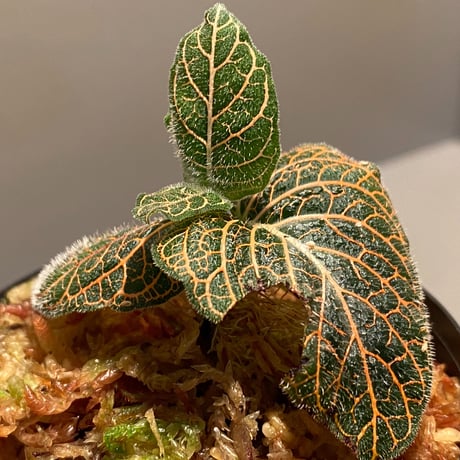 Argostemma neurocalyx from Riau sumatera [LA0815-02]